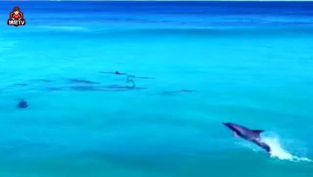 创作猫